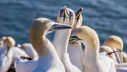 -TL官宣新中单选手加盟，tl中单jensen