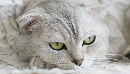 -TL官宣新中单选手加盟，tl中单jensen